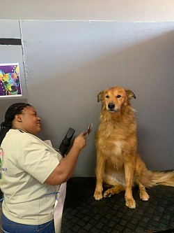 We love them dogs